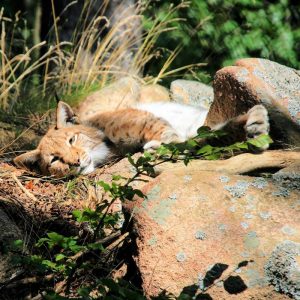 Luchs harz gehege rabenklippe